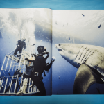 michael-muller-sharks-cover