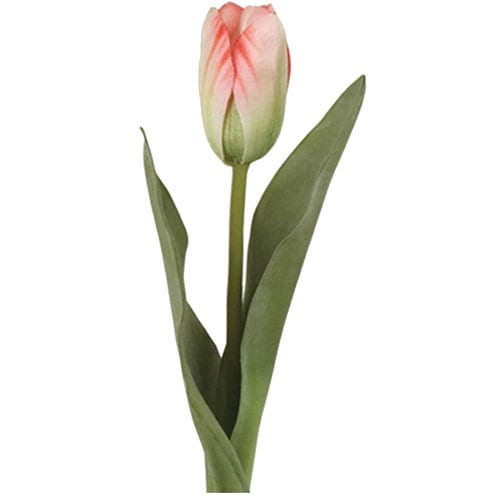 Tulip, £3.25, Berry Red