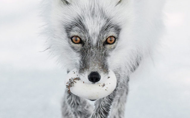Animal magic