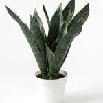 goldWest Elm – Faux Snake Plant £29