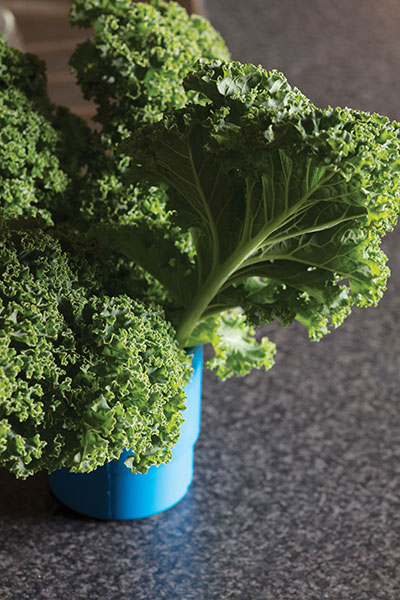 more than 50 kinds of vegetable are planted and harvested by hand at Ardross