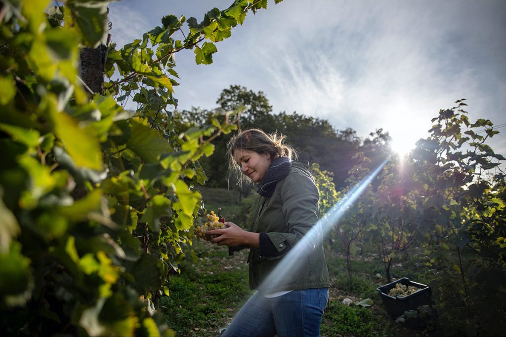 picking-grapes-in-the-vinyard