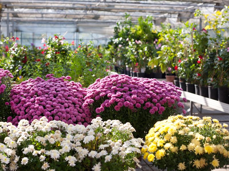 Best Garden Centres In Scotland