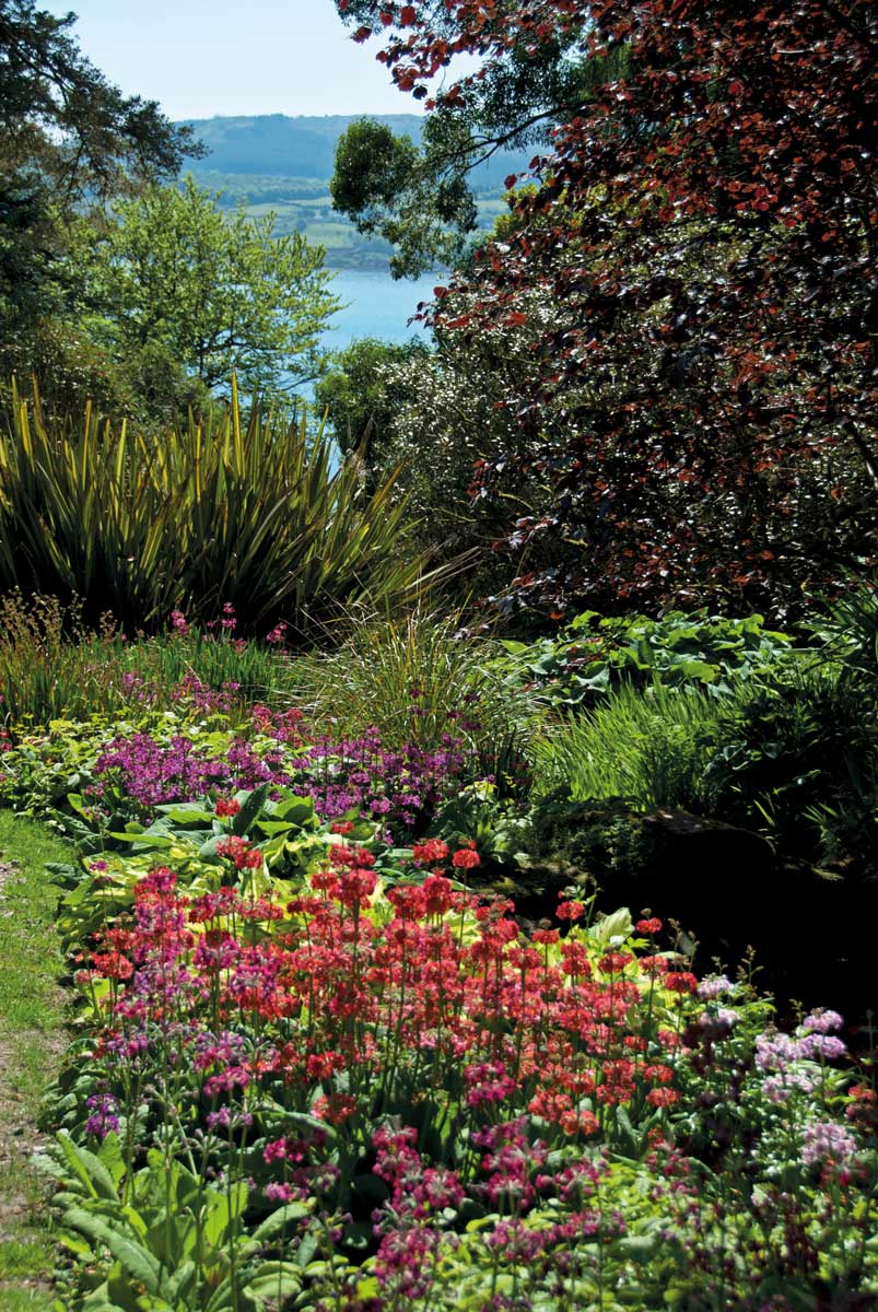 Red and purple flowers bloom in this Scottish garden, in the distance you can see the sea