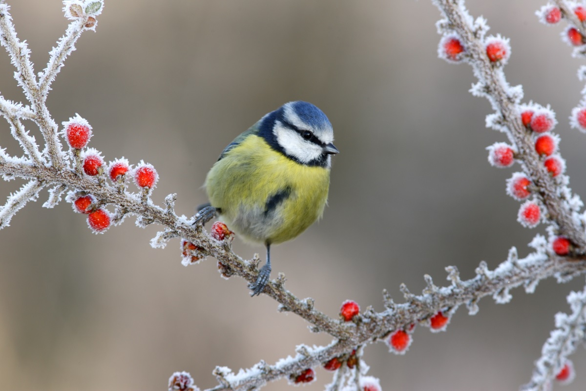 blue tit perched on snowy berry branch 