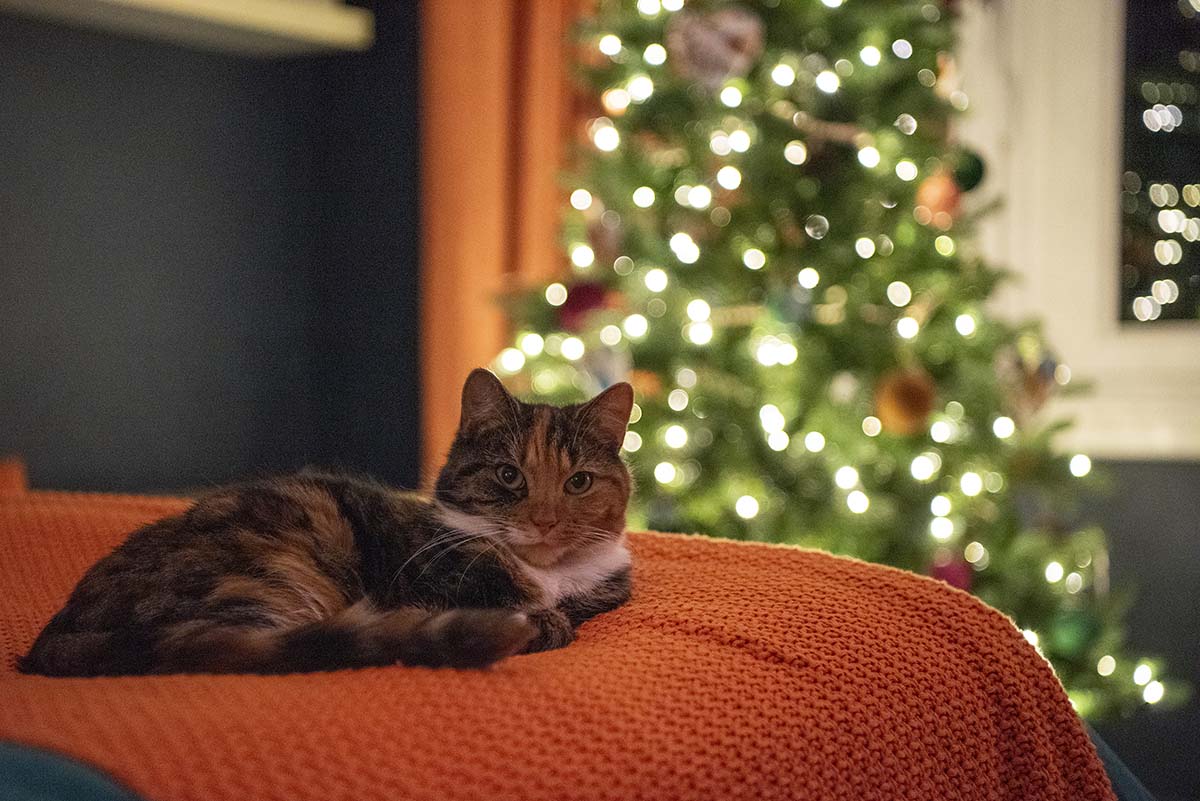 a cat lies on a bed with a Christmas tree in the background