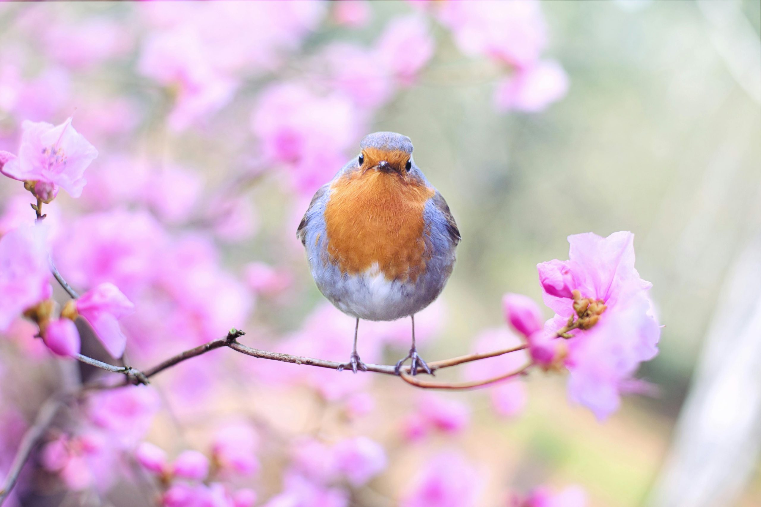 A robin in a spring garden