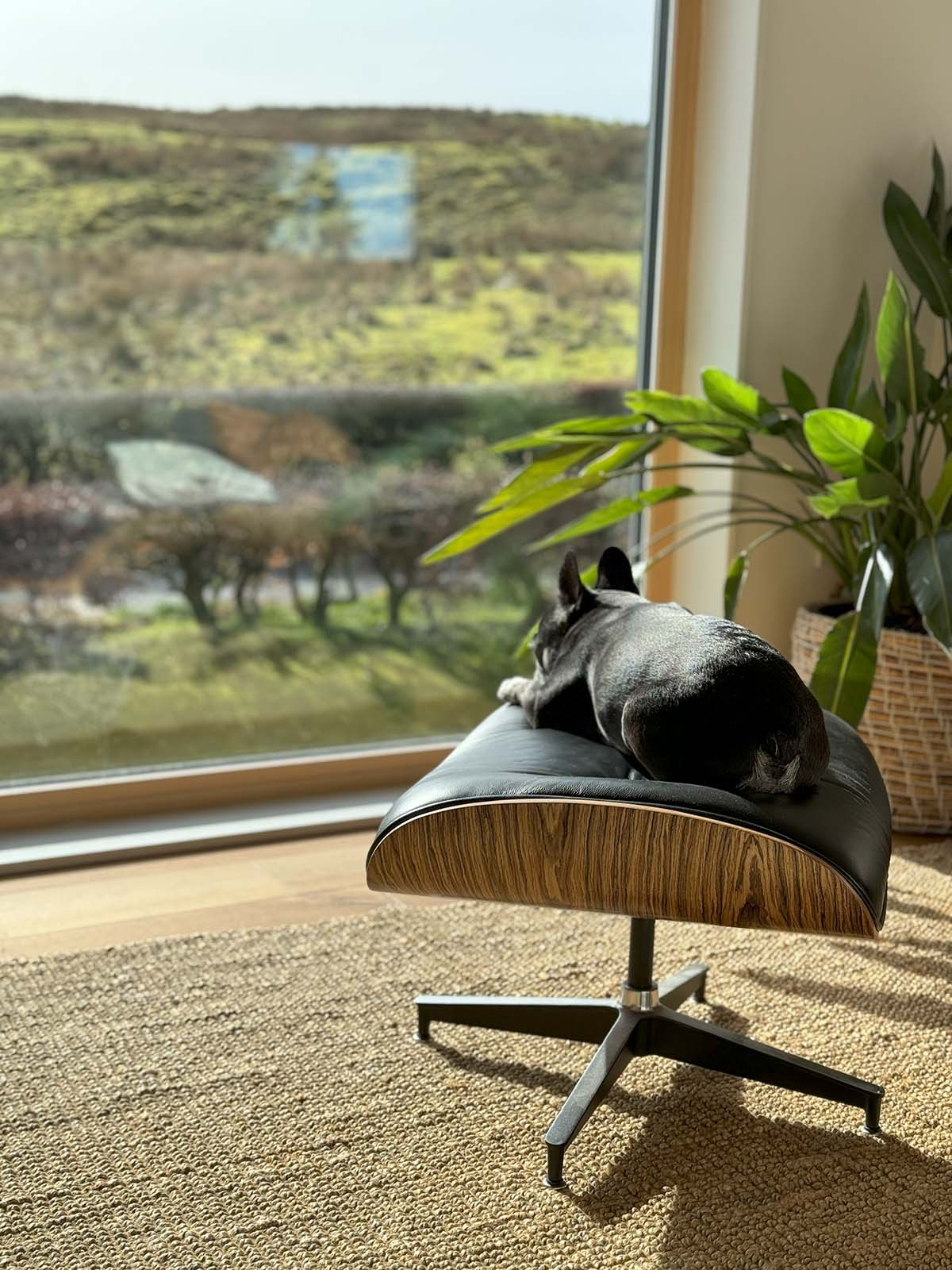 Ana's French Bulldog sits in the sun at Larch Clad House in Scotland