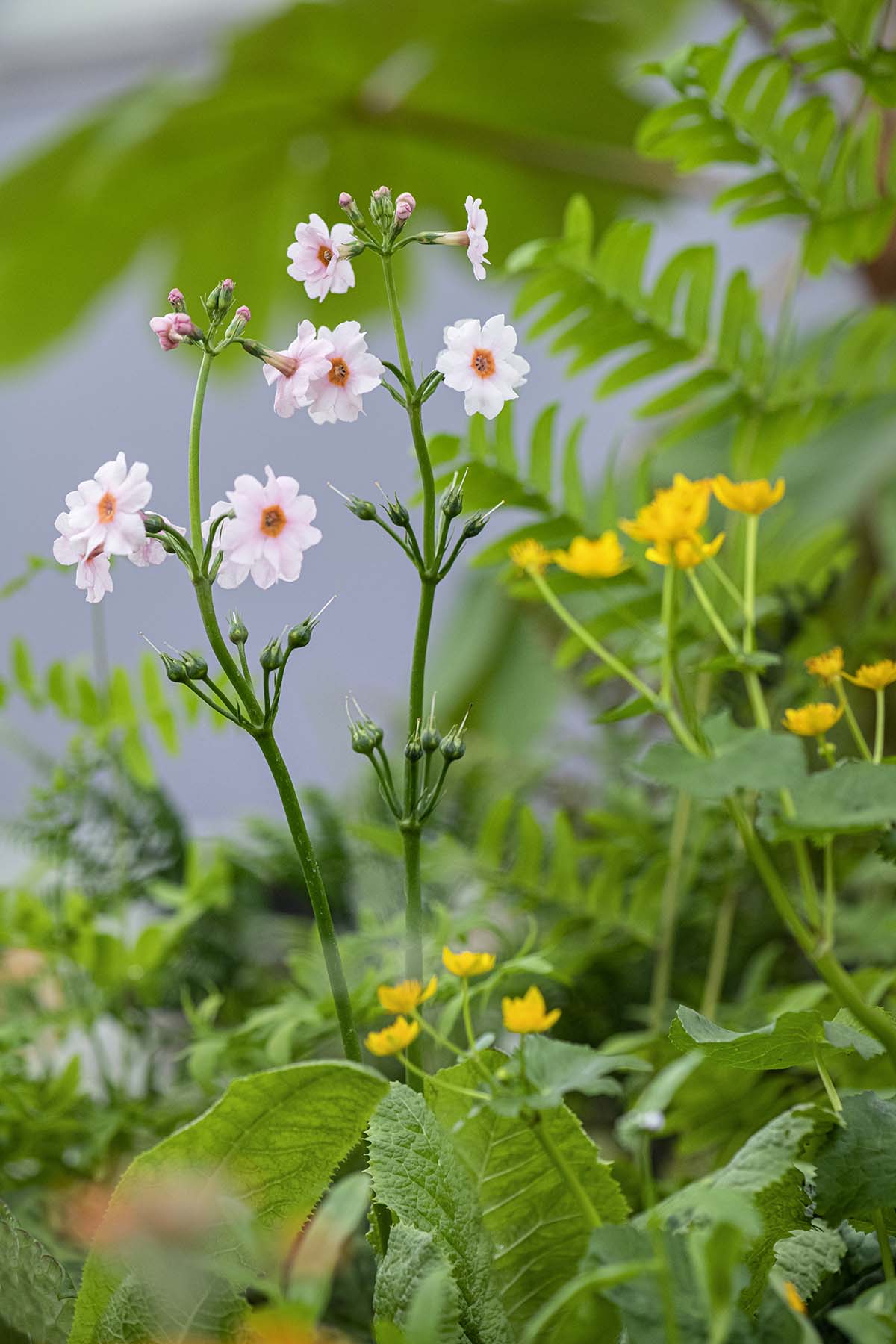 Primula japonica 'Apple Blossom'