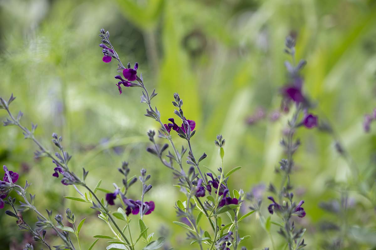 What to plant in summer, Salvia Nachtvlinder