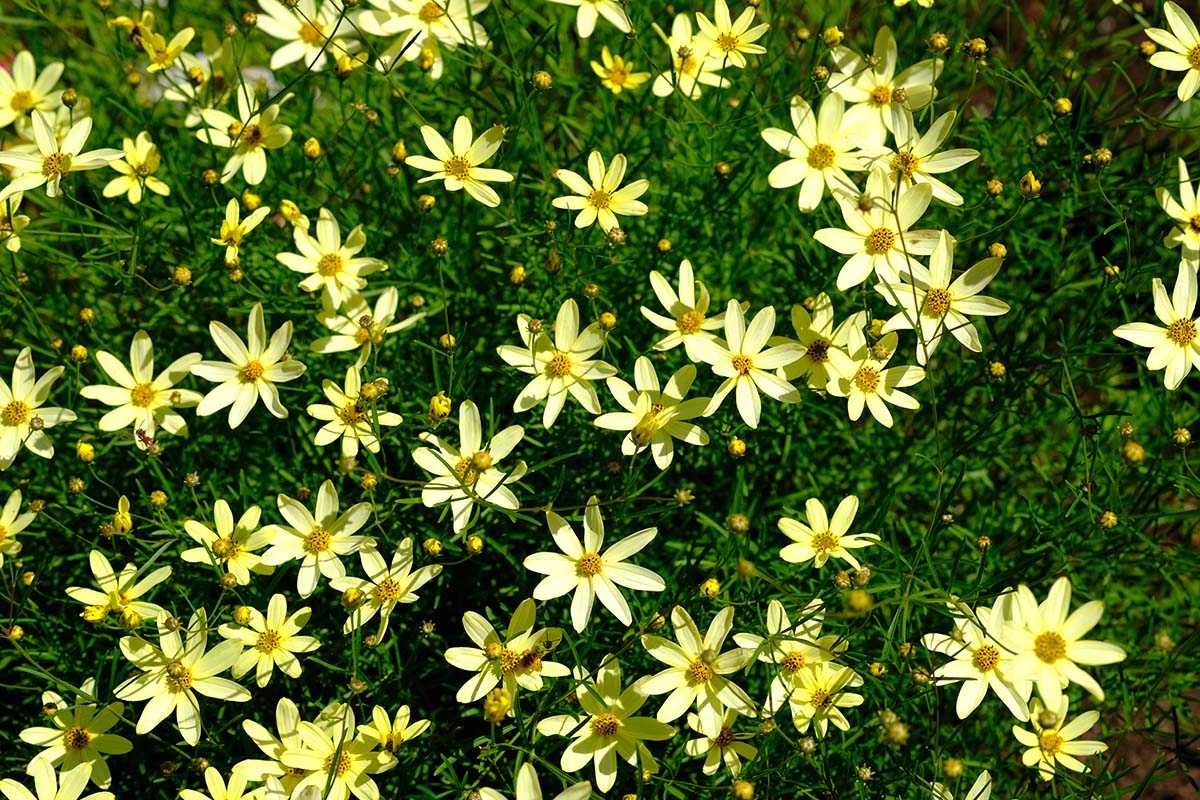 Coreopsis verticillata ‘Moonbeam’