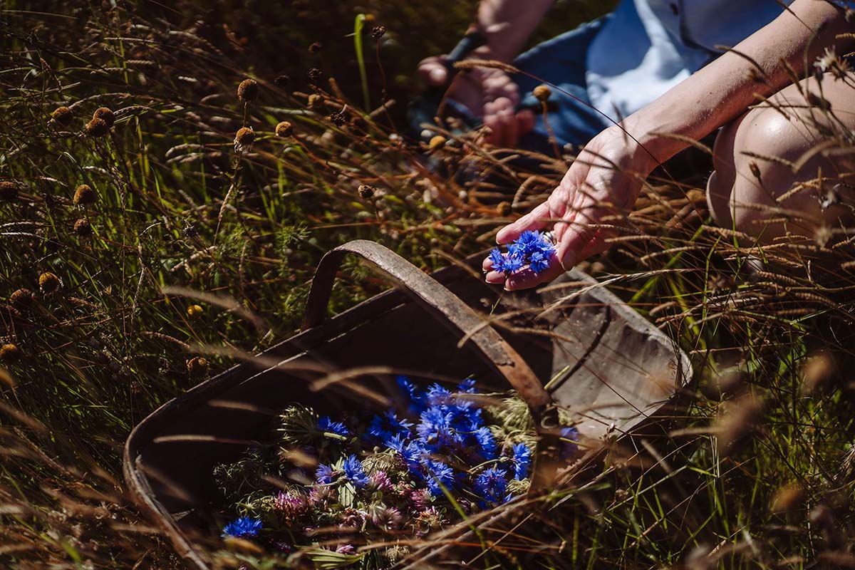 Cornflower basket in Seilich meadow, Edinburgh, Pathead