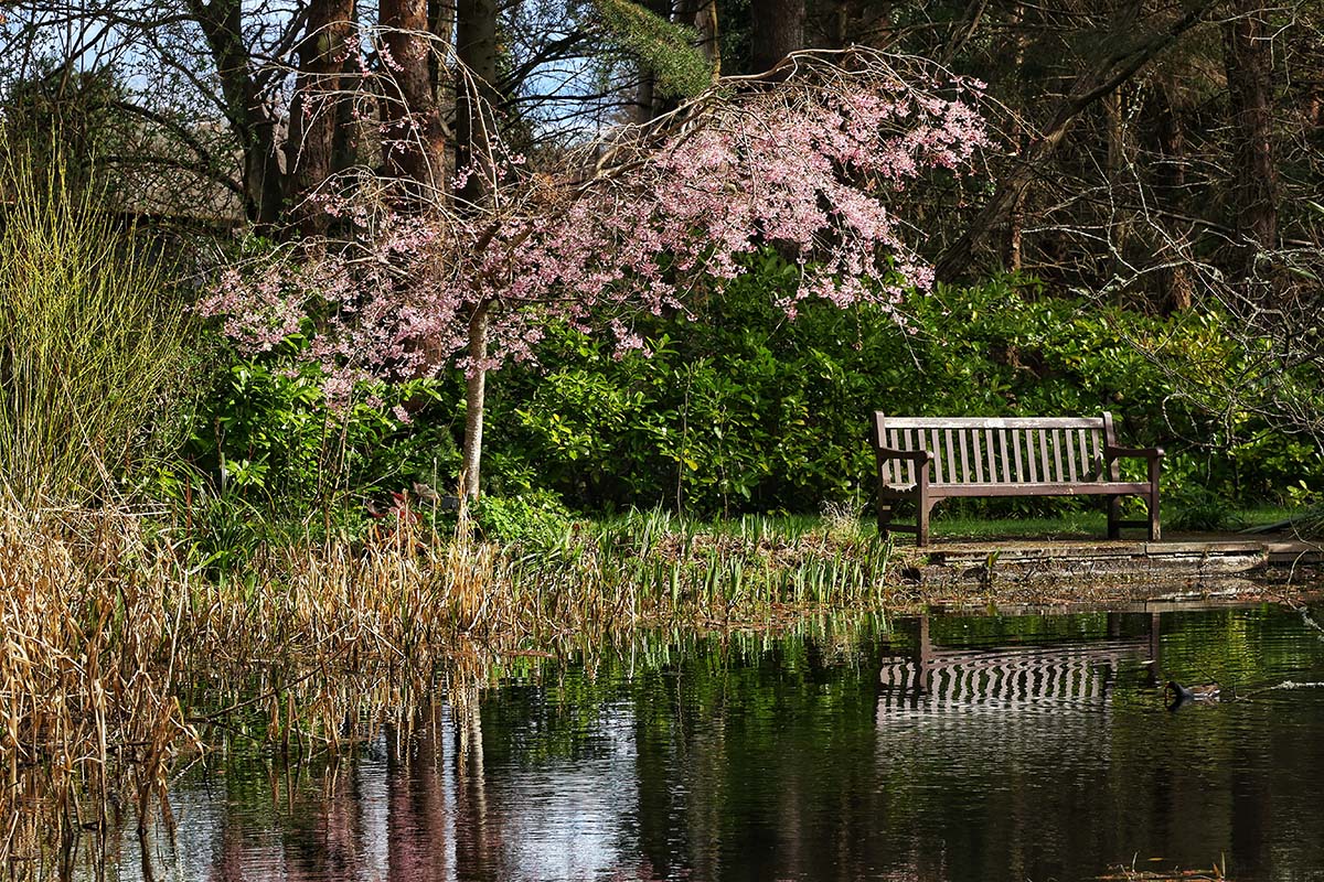 St Andrews Botanic Gardens tranquil bench