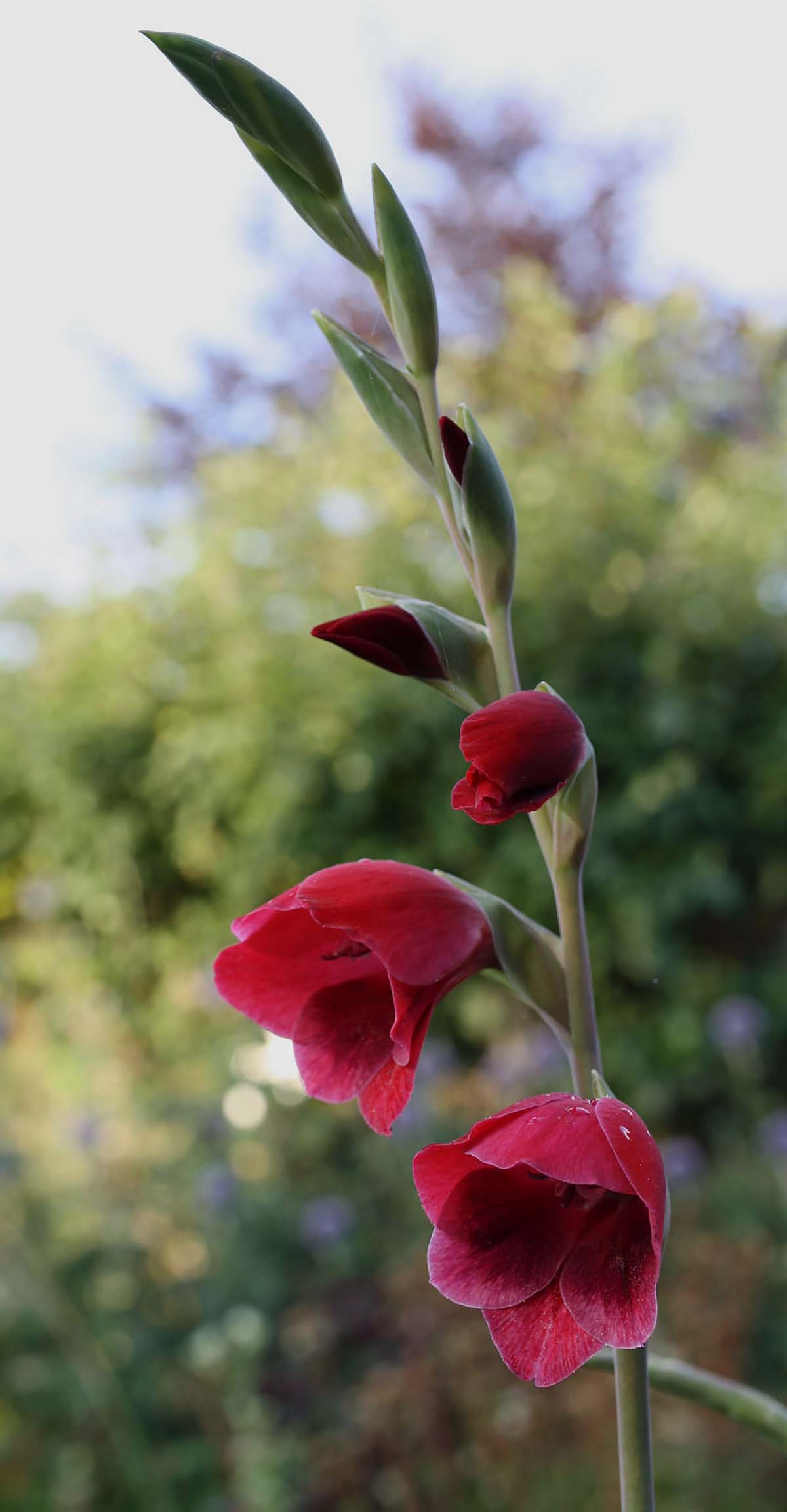 One of three best summer flowers to grow in your garden