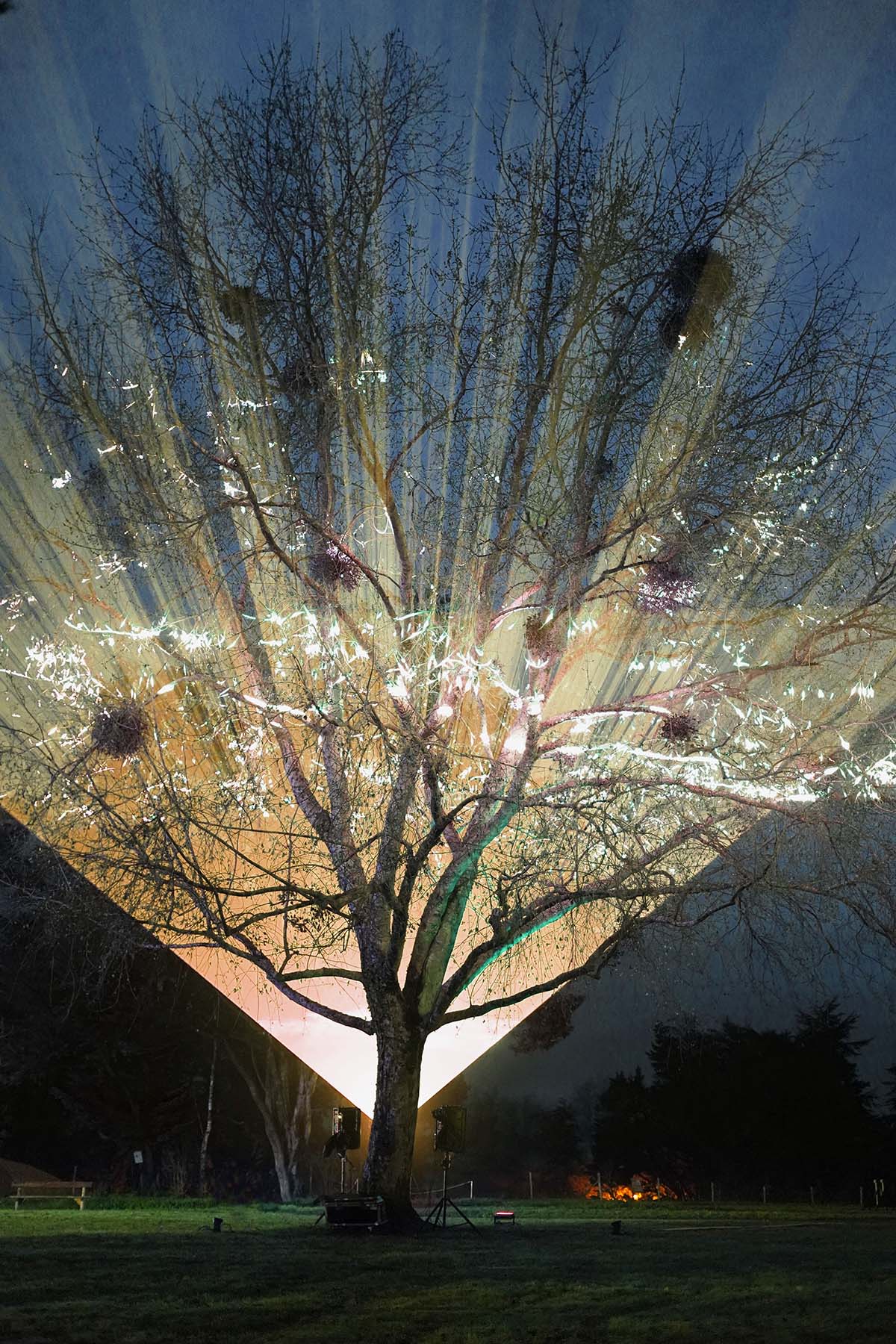 Studio Lemercier, St Andrews Botanic Gardens light show for Summer Art Nights