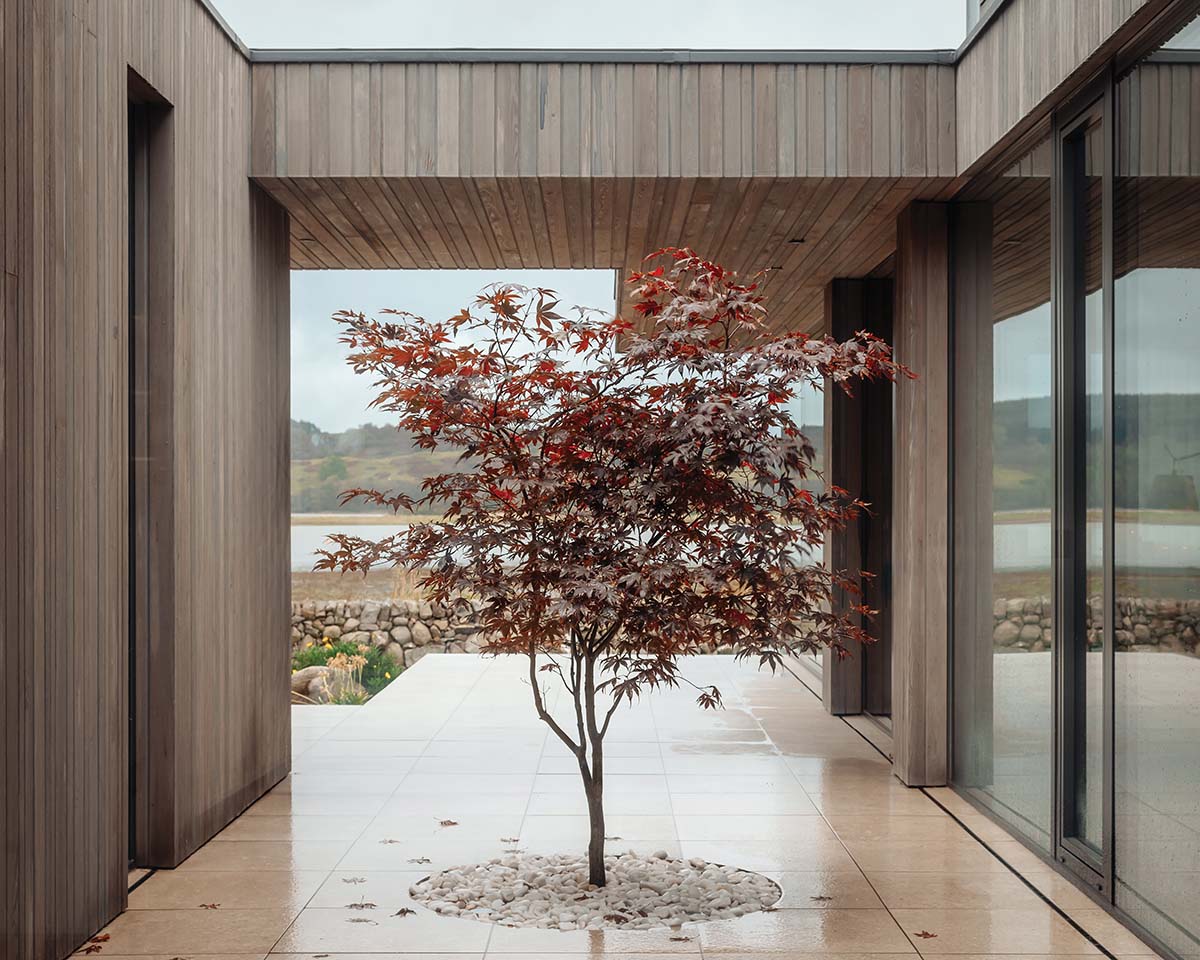 An acer tree hidden in the mid interior of a new-build in the countryside of Dumfries and Galloway