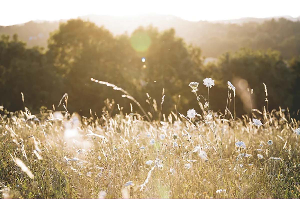 The meadow that provides all ingredients for Seilich skincare