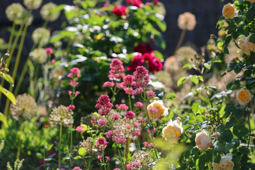 The best plants for summer