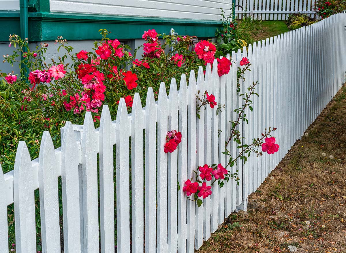 DIY garden guide - planting next to fences