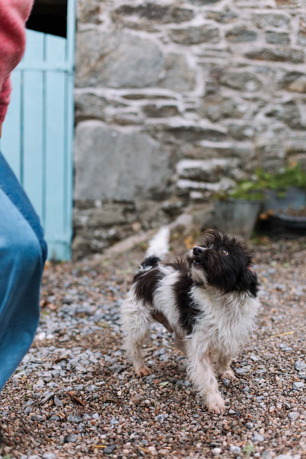 small dog on the rural grounds of 