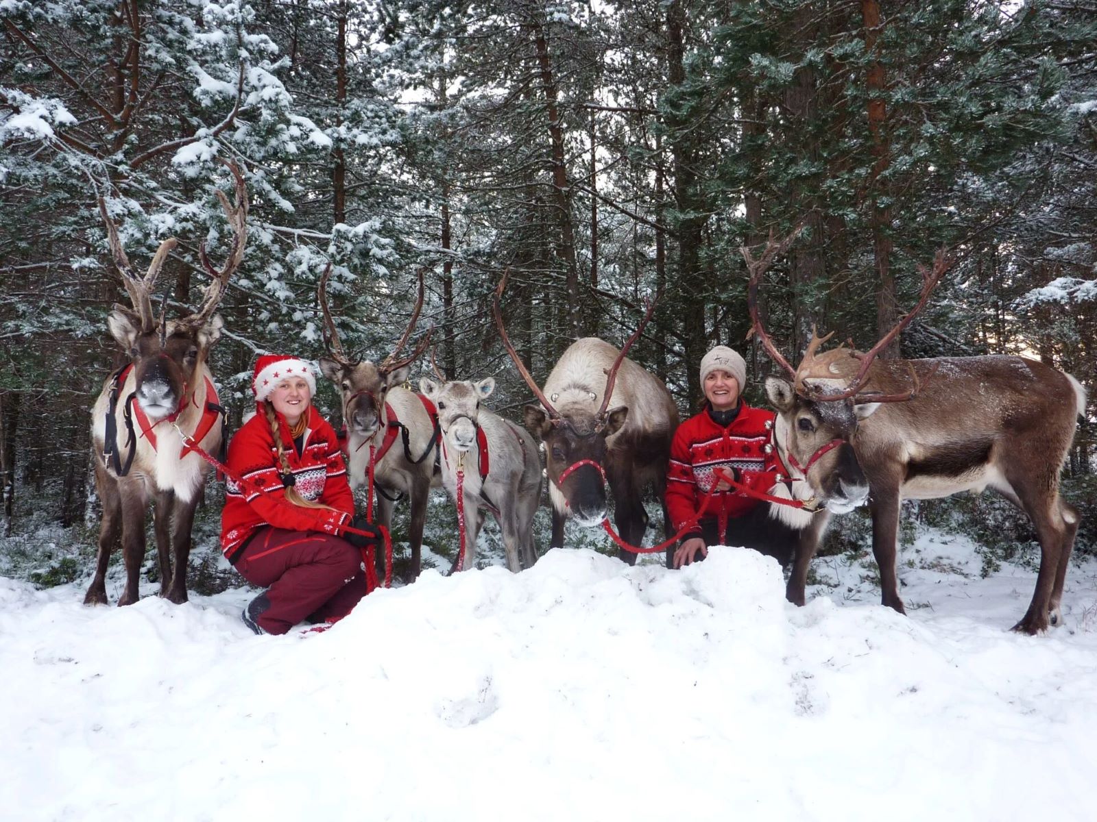 whats on in scotland in december - the christmas weekend with santa sleigh, reindeer and santa letter post box at landmark forest adventure park