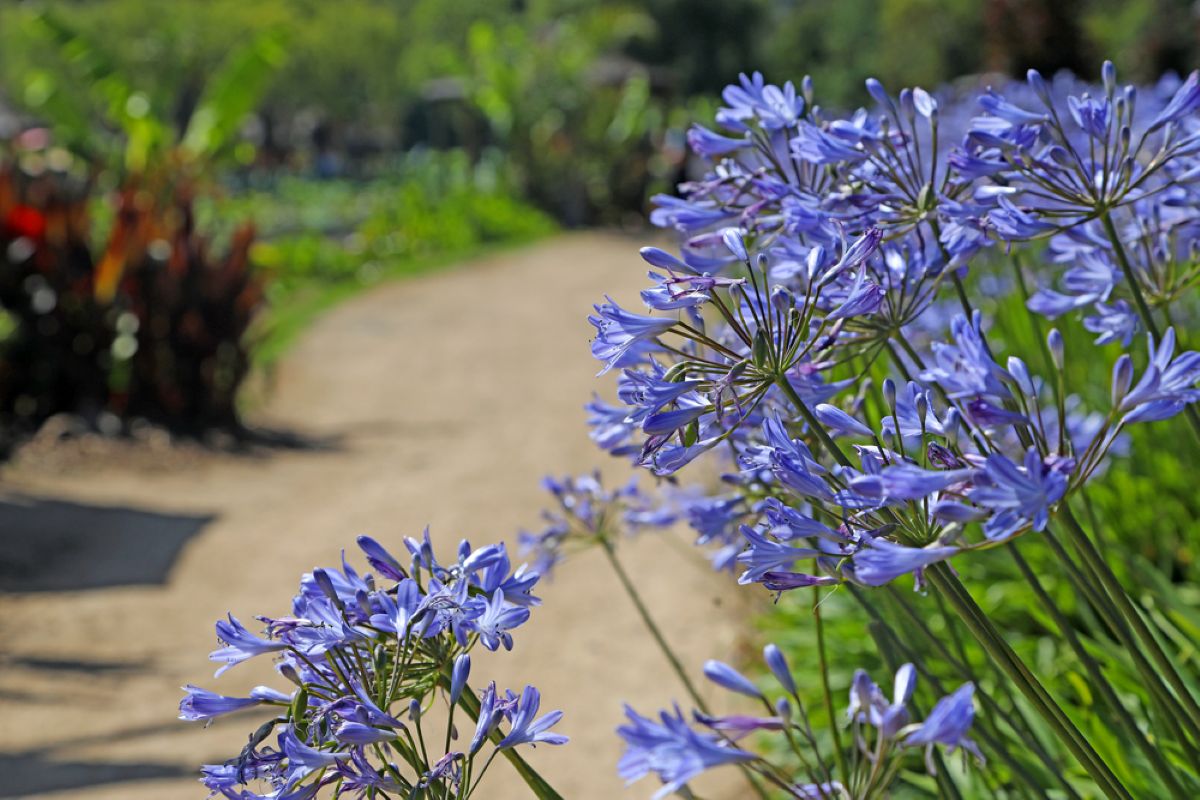 The best flowers to plan in february for a colourful summer garden - agapanthus 