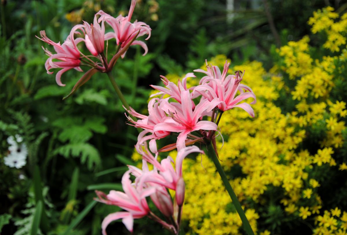Nerine flower