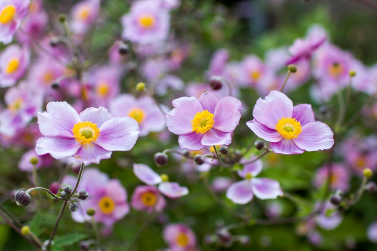 Anemone flower - best flowers to plant in february