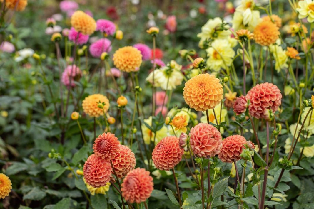 Dahlia flowers best to plant in february