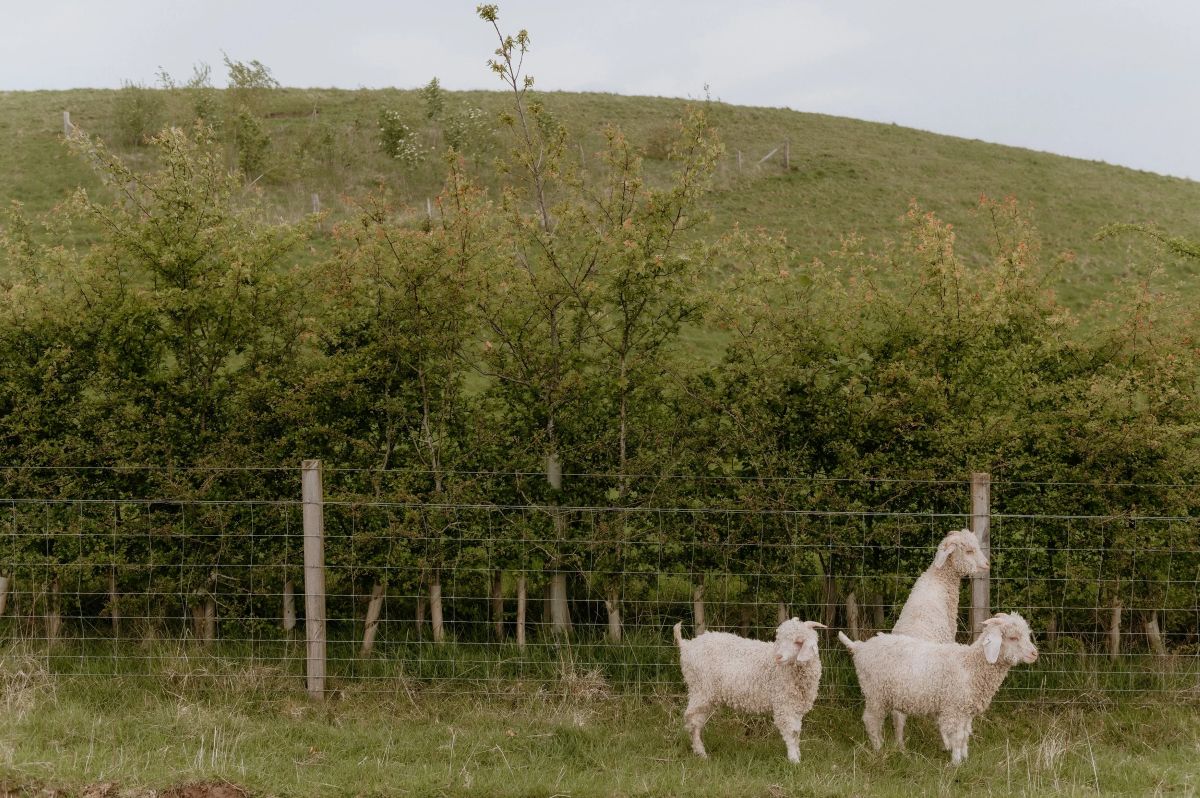Guardswell Farm hedgelaying class