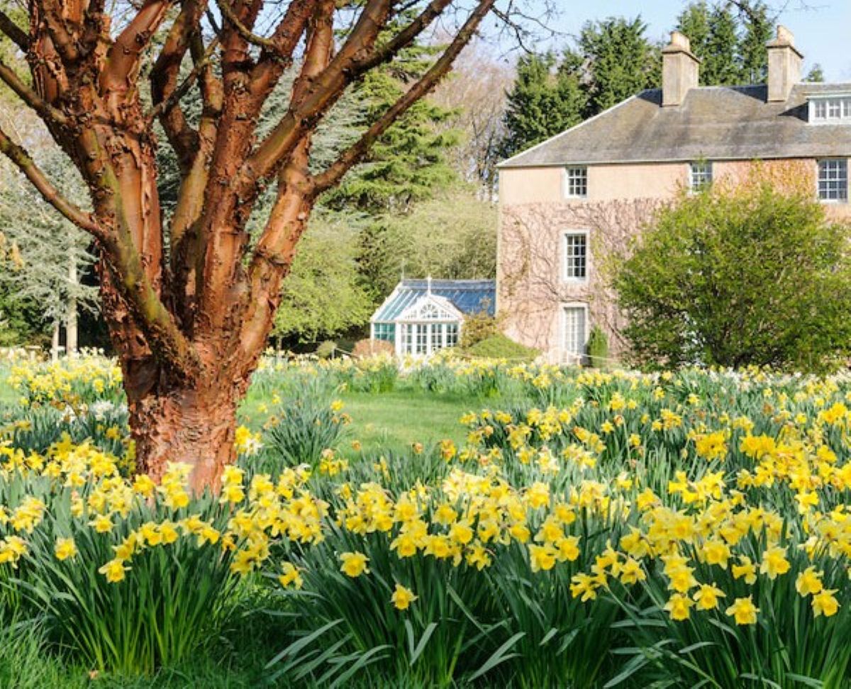 Scotland's Daffodil Festival at Rossie Estate in Fife
