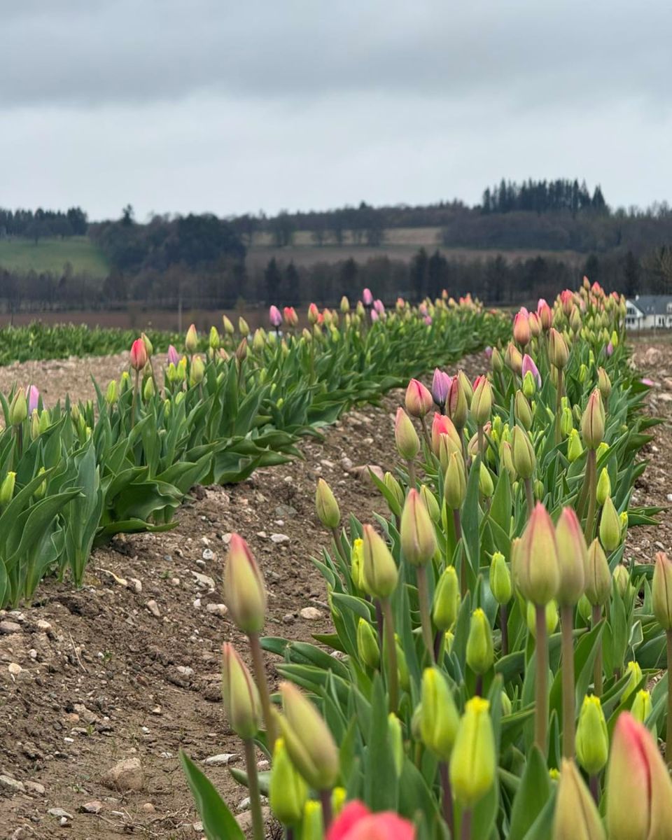 Pick your own tulips at Gloagburn Farm Shop in Perth