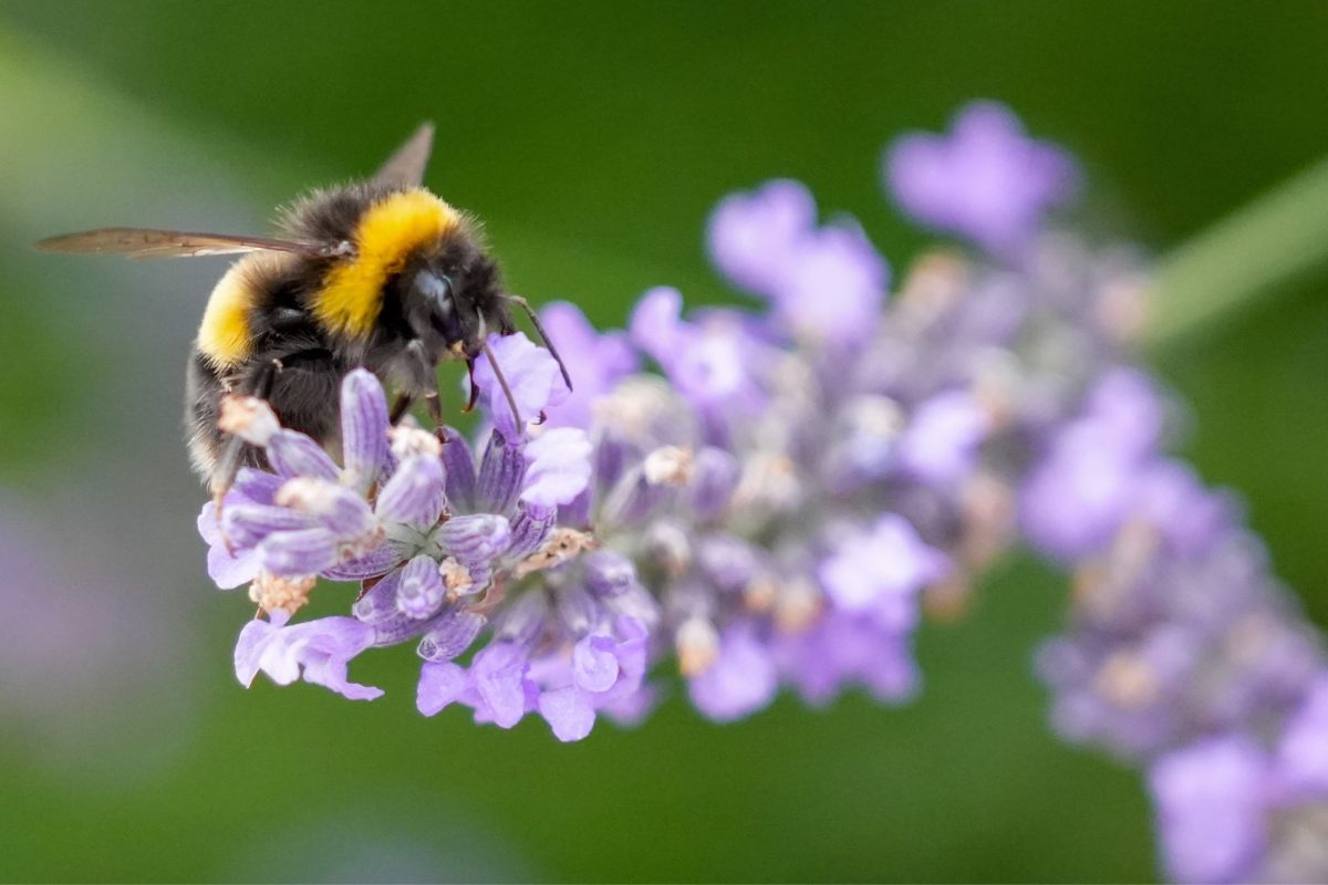 Bee landing on flower, an example of scottish wildlfe
