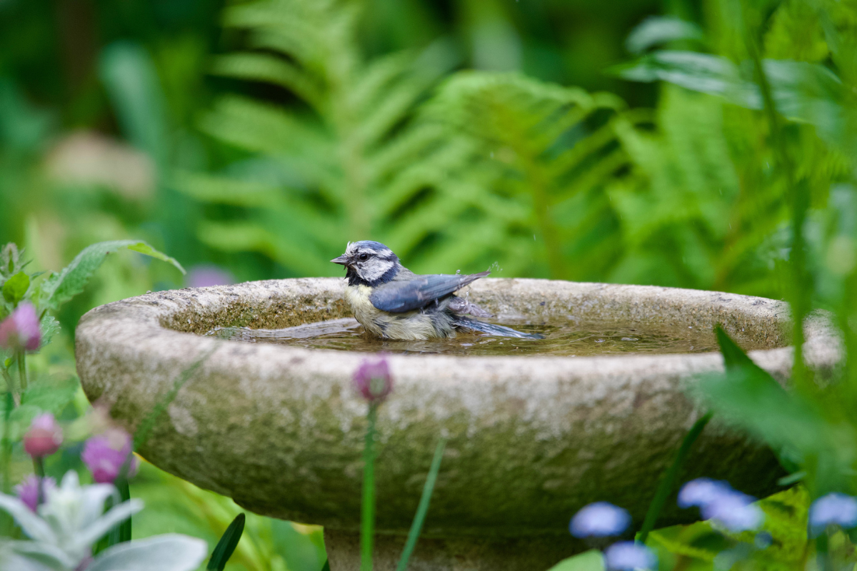 Bird bath, an example of scottish wildlfe