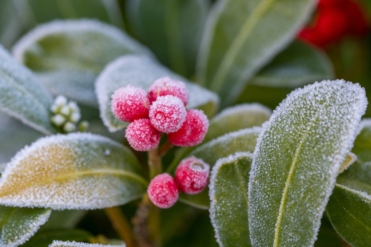 Plant is frozen in a garden after cold weather