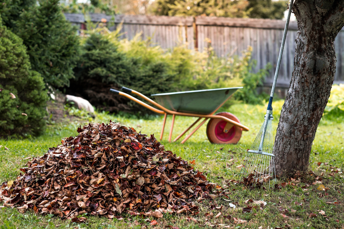 Autumn leaves pictured in a garden