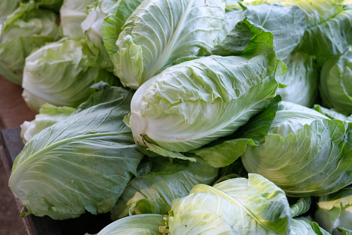 You can grow red and green cabbages this Christmas
