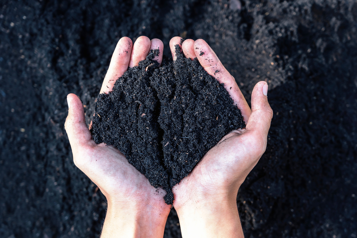 Hands holding soil in autumn to prepare for regrowth 