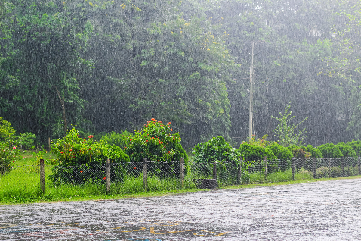 Rain pictured pouring down over trees and shrubs 