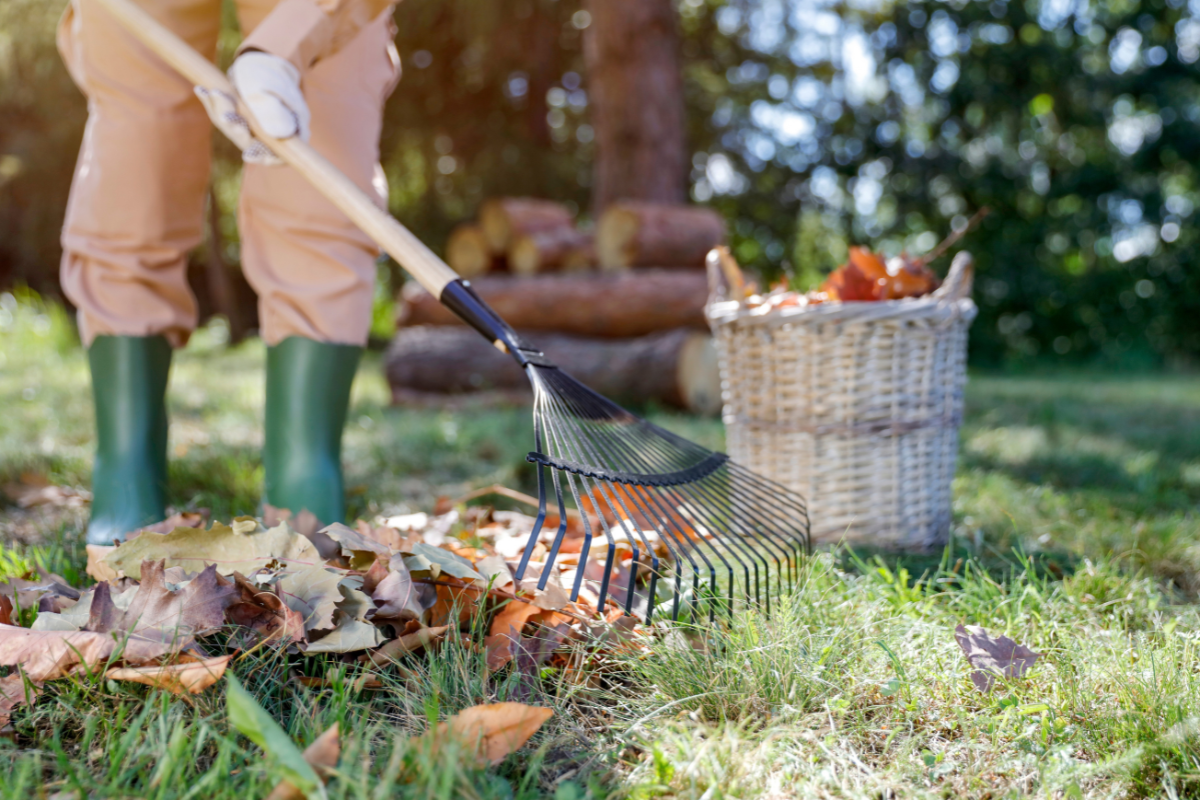 Autumn leaves being raked in the garden