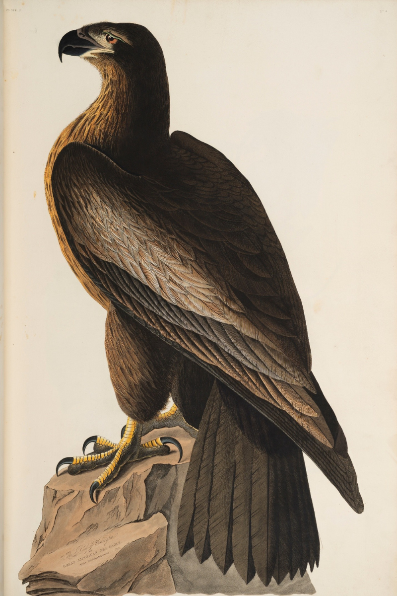 The Birds of America by John James Audubon 